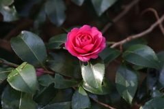 12月6日 須磨離宮公園 ２