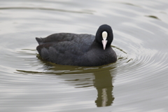 12月4日 明石公園 17