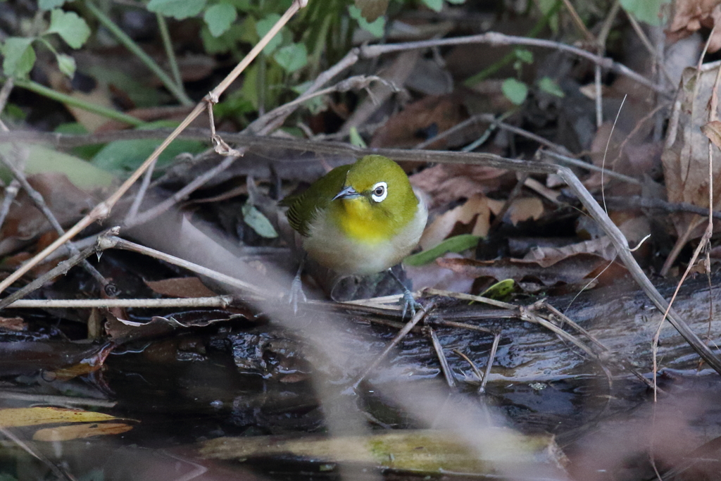12月31日 明石公園 ６