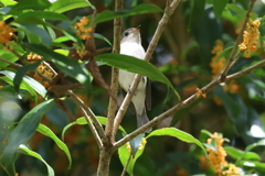 10月15日 明石公園 11