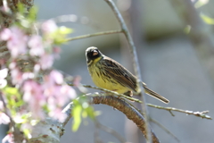 4月9日 明石公園 ８