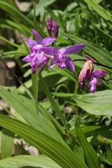 5月5日 布引ハーブ園 41