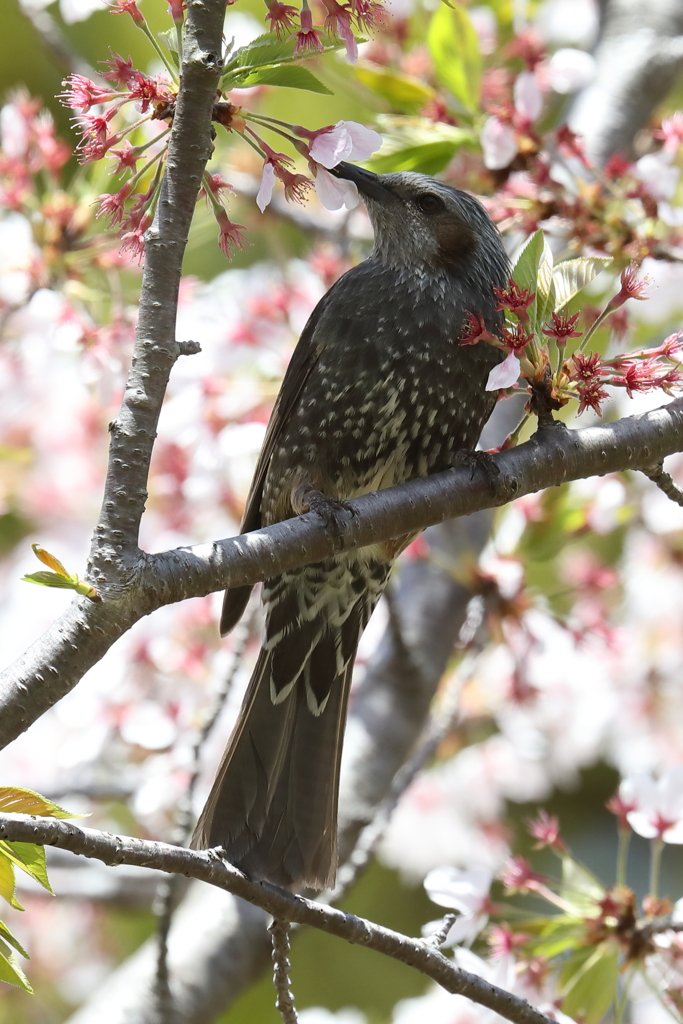 4月11日 明石公園 22