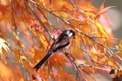 12月10日 明石公園 20