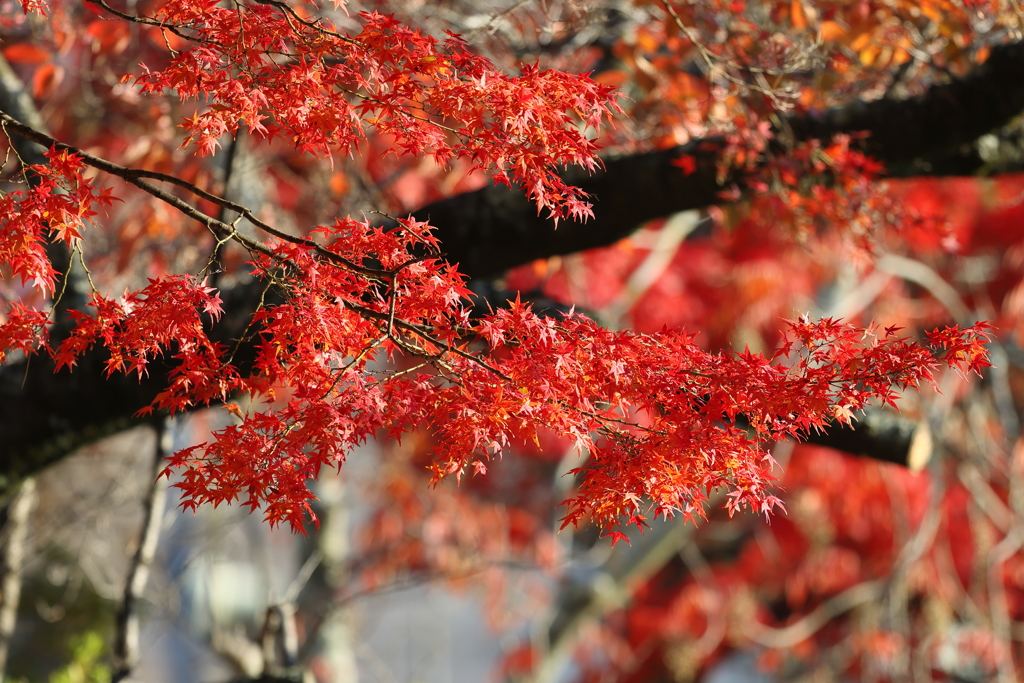 12月3日 夙川河川敷緑地 ６