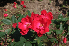 5月21日 明石公園 ６