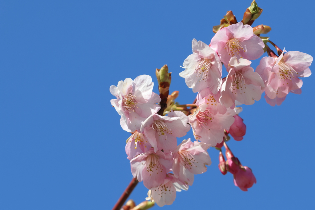 3月3日 明石公園 13