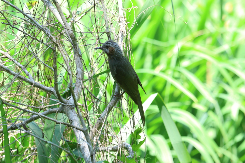 6月4日 明石公園 ９
