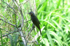 6月4日 明石公園 ９