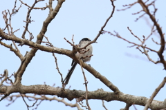 1月3日 明石公園 11