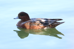 10月2日 明石公園 13