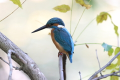 11月7日 明石公園 ９