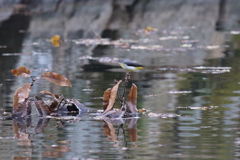 11月21日 明石公園 18