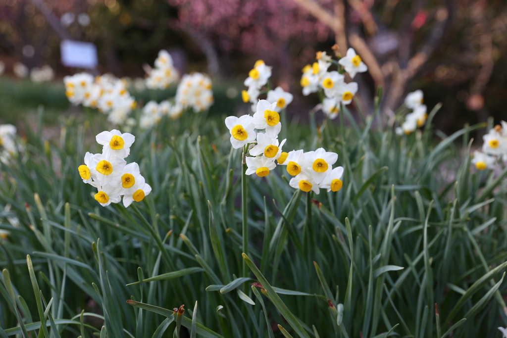 2月20日 須磨離宮公園 61