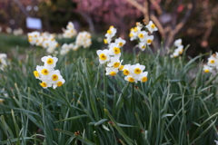 2月20日 須磨離宮公園 61