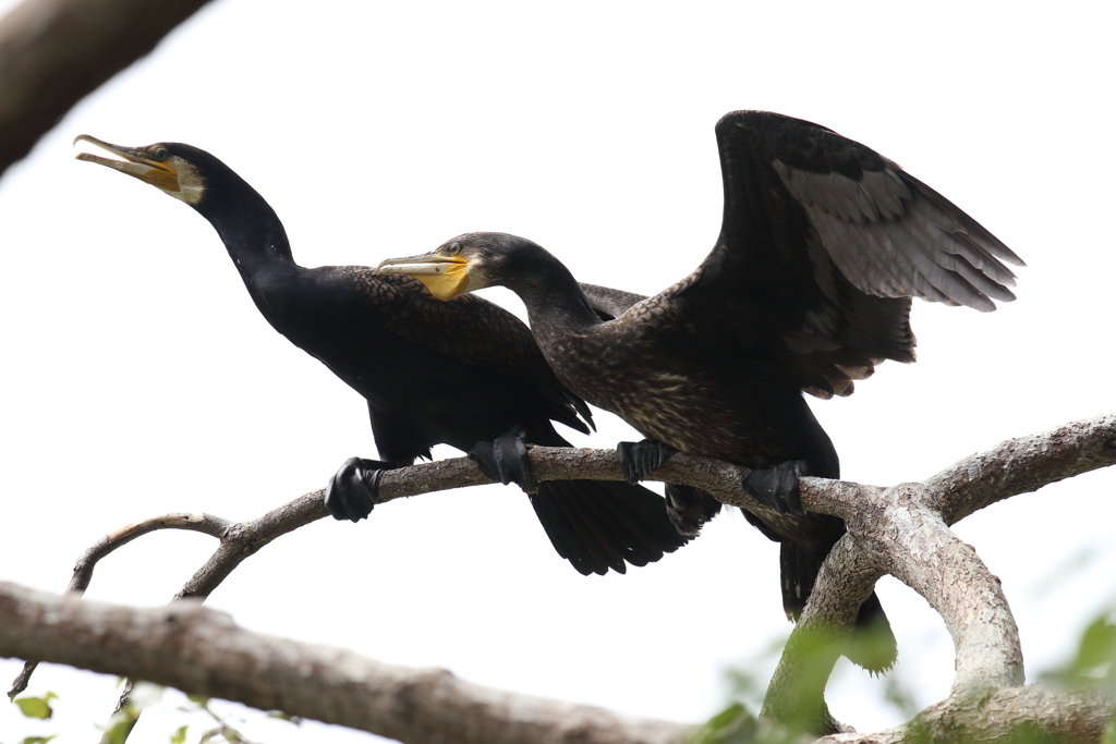6月19日 明石公園 8