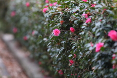 12月4日 明石公園 ２