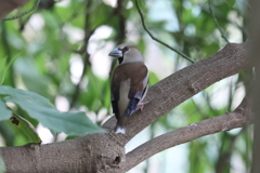 4月2日 明石公園 ９