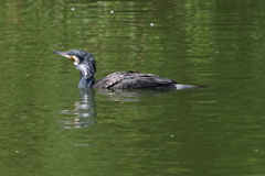 4月2日 明石公園 23