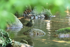 7月27日 夙川河川敷緑地 ５