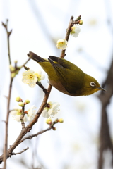 2月20日 須磨離宮公園 26