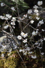 3月20日 京都嵐山 13