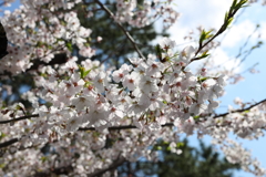 4月2日 夙川 ３