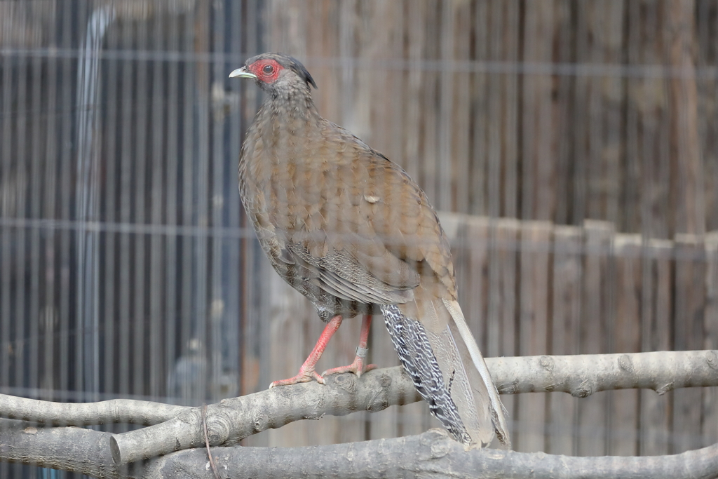 6月16日 王子動物園 16