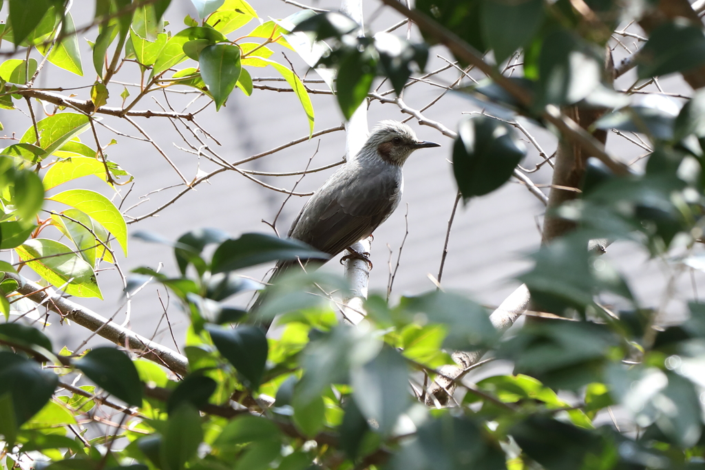 3月5日 岡本公園 36