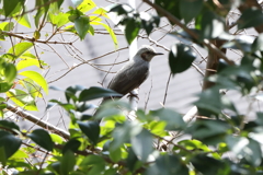 3月5日 岡本公園 36