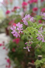 5月4日の布引ハーブ園 13