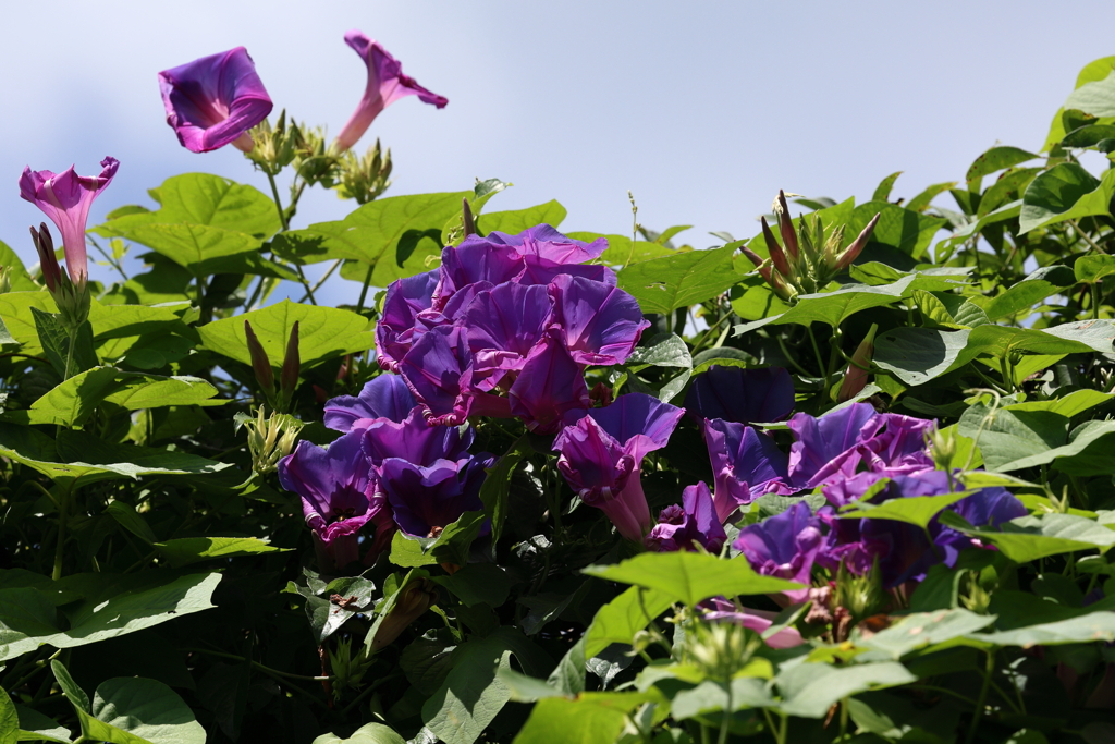 8月12日 布引ハーブ園 12