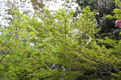 4月3日 岡本南公園 22