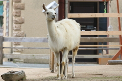 6月16日 王子動物園 15