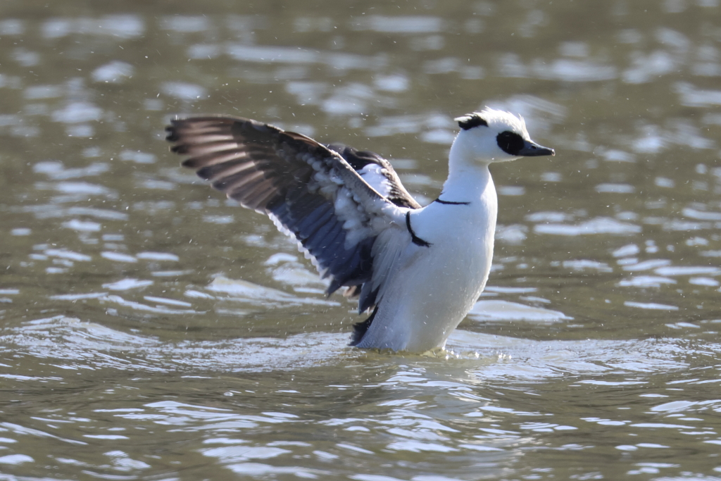 3月3日 明石公園 ８