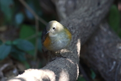 1月3日 明石公園 15