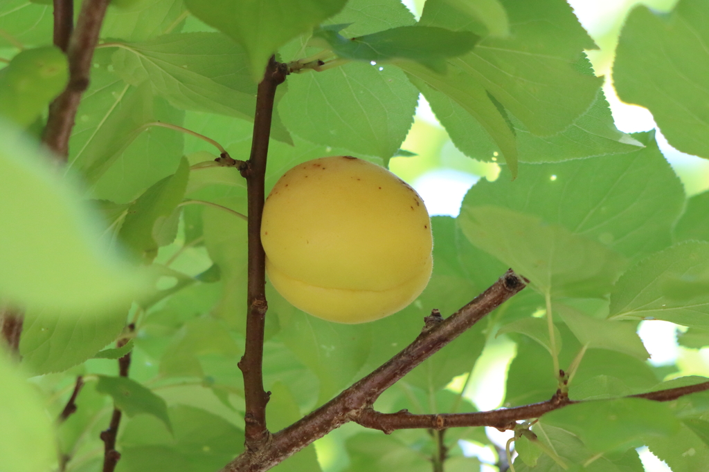 6月9日 布引ハーブ園 72