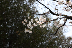 3月26日 王子動物園 ５