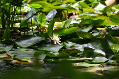 6月6日 須磨離宮公園 58
