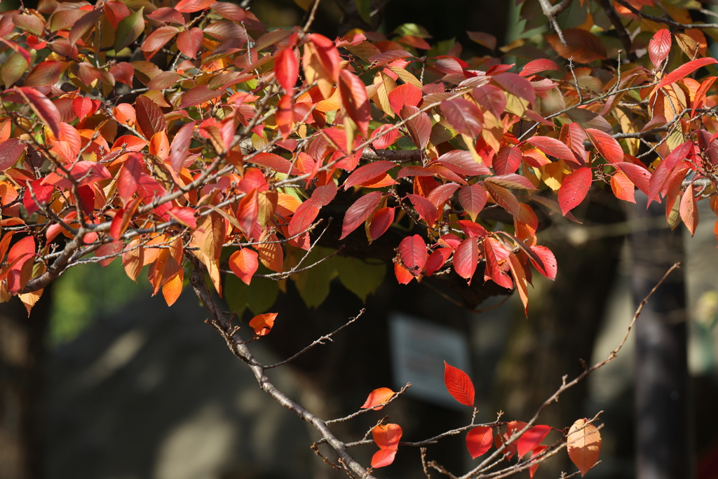 11月19日 明石公園 ２