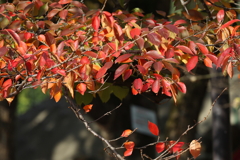 11月19日 明石公園 ２