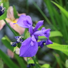 5月18日 相楽園 29