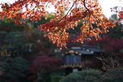 11月28日  相楽園 33