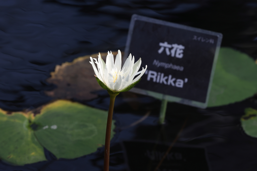 10月24日 神戸どうぶつ王国 18