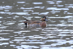 11月27日 明石公園 12