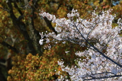 4月9日 明石公園 ２