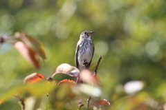 10月30日 明石公園 ４