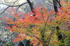 12月2日 布引の滝 9 12月2日 布引の滝 9