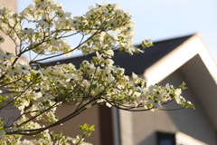 4月10日 散歩 21