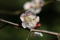 2月13日 岡本梅林公園 28